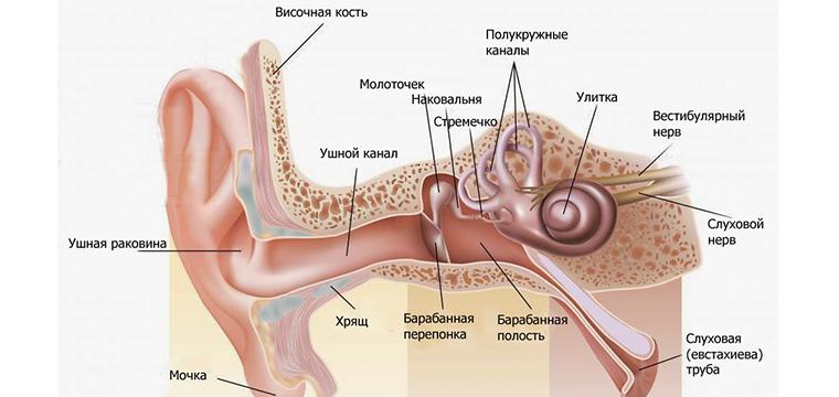 Визуализация раздела Тугоухость (снижение слуха)